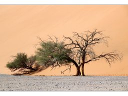 Rainer Hanemann "Überlebenskampf"